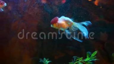 红、白、兰达金鱼在家中水族馆的空气浴帘上