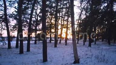 美丽的日落在冬天的森林，阳光照亮松枝，冬天的风景，雪在森林里