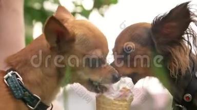 两只狗舔<strong>冰淇淋</strong>。 那些猎犬吃美味<strong>的</strong>奶油<strong>冰淇淋</strong>。 带有草莓味<strong>的冰淇淋</strong>甜筒有害