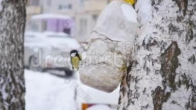 冬天降雪时，鸟雀从喂食者那里吃