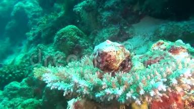 马尔代夫水下珊瑚背景下的隐士<strong>巨蟹座</strong>。