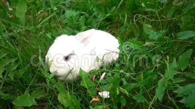 草地上的兔子，小白兔，小白兔，慢动作