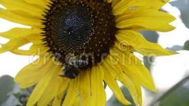 夏时，在花园里闭上蜜蜂蜜蜂蜜蜂蜜蜂蜜蜂蜜蜂授粉黄色向日葵