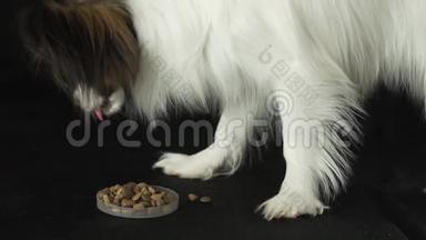 美丽的年轻公犬欧陆玩具猎犬帕皮隆吃干粮黑色背景慢镜头