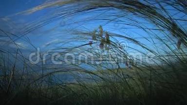 松松针草，长草随风飘动在山水公园里
