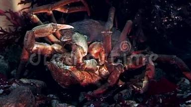 俄罗斯白海海底，靠近摄像机的<strong>蟹黄</strong>在水下接近。