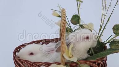 复活节篮子里的白兔，漂亮的小白兔