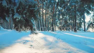 寒冷的一天，在白雪皑皑的冬天，底部看森林日落，在美丽的风景中晒太阳。 冬天的松阳林