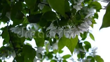 白苹果中国树的开花。 大自然春景带开枝.. 高清视频画面1920x1080