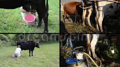 农场手动和自动奶牛挤奶。 视频剪辑拼贴