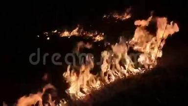 森林燃烧失去控制的夜晚。 火焰燃烧在农村的草地上。