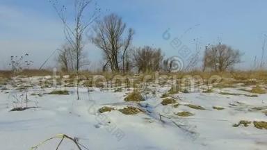 田野里绿草如茵，白雪皑皑，远离了俄罗斯的枯树，冬天的风景在户外稳定
