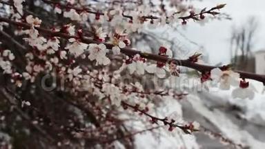 罕见的现象。 春天的雪。 雪落在上面的盛开的苹果树的枝。 花上的雪。 气候变化
