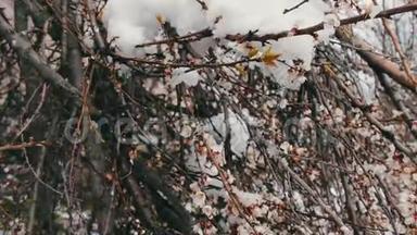 罕见的现象。 春天的雪。 雪落在上面的盛开的苹果树的枝。 花上的雪。 气候变化