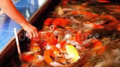用一个乳头喂养五颜六色的日本红鲤鱼。 泰国
