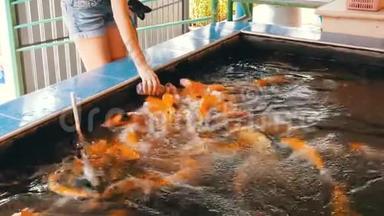 用一个乳头喂养五颜六色的日本红鲤鱼。 泰国