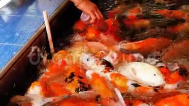 用奶嘴喂一瓶五颜六色的日本<strong>红鲤鱼</strong>。 泰国