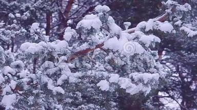 冬季森林背景上覆盖着白雪的松枝，冬季景观