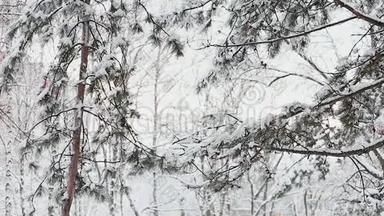 在寒冷的冬季景观中，高大的云杉树覆盖着雪。