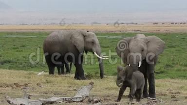 非洲小象和幼牛