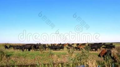 在草地上，农场上，大棕色和黑色系谱，繁殖奶牛，公牛正在放牧。 夏天温暖的一天。 肉牛