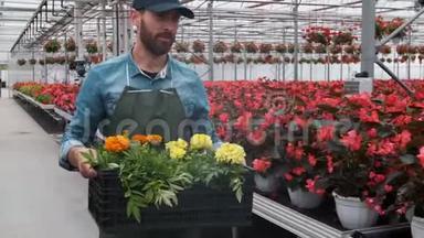 快乐的工业温室工人携带装满鲜花的盒子。 微笑和快乐的人与花他成长。