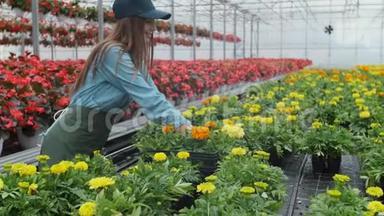 快乐的工业温室工人携带装满鲜花的盒子。 微笑和快乐的女人与她成长的花朵。