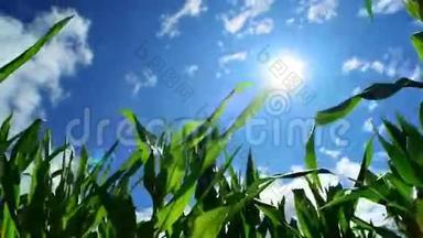 农业耕地上的绿色玉米、玉米、玉米、玉米、玉米等植物