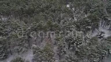 鸟瞰冬季松林.. 冬季航空摄影