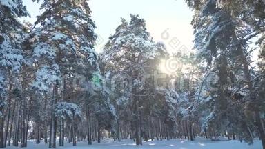 日落时美丽的冬季景观。 冬天松了阳光林在雪地里的阳光运动。 冻冻的冻冻的