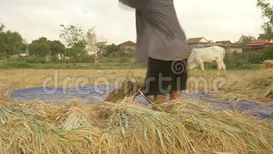 农民脱粒水稻，脱粒水稻，水稻种植