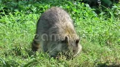 浣熊在草地上挖食物