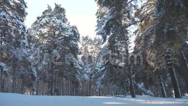 日落时美丽的冬季景观。 冬天松了阳光林在雪地里的阳光运动。 冻冻的冻冻的