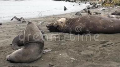 南极洲福克兰群岛海滩上的男女海豹。