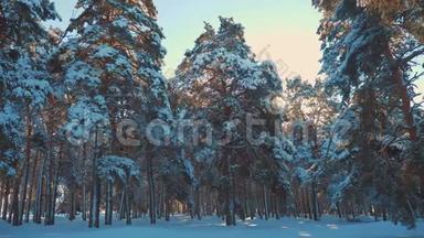 日落时美丽的冬季景观。 冬天松了阳光林在雪地里的阳光运动。 <strong>冻冻</strong>的<strong>冻冻</strong>的