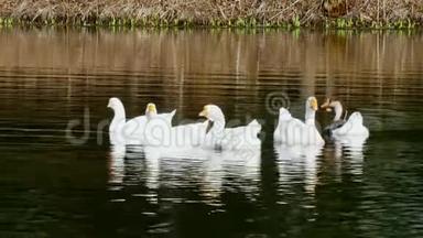 一群<strong>白鹅</strong>在池塘表面游泳。