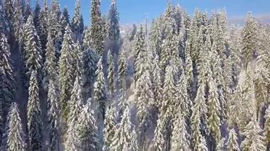 飞越雪山针叶林.. 晴朗晴朗的霜冻天气