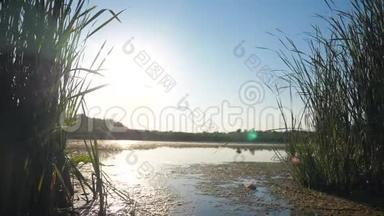 池塘有芦苇自然野日落景观阳光.. 有芦苇的湖泊，自然生活方式俄罗斯。 湖面日落