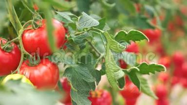 <strong>绿色</strong>的<strong>藤蔓</strong>和红色成熟的西红柿。