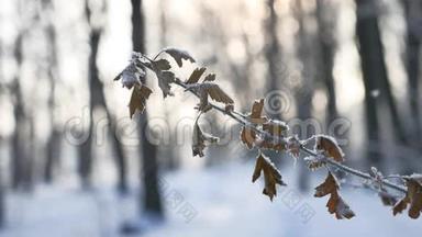 冰封的橡树枝在树林中白雪皑皑的自然景观阳光下过冬