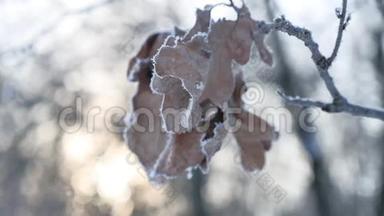 冰封的橡树枝在树林中白雪皑皑的大自然阳光下的冬天