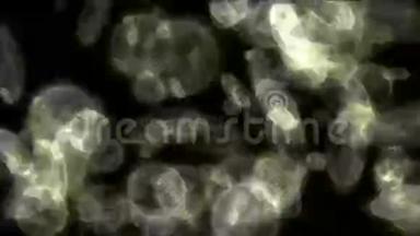 浮游生物，透明细胞，显微镜下的微小微生物。