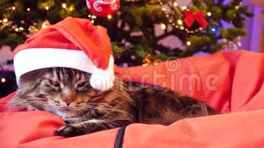 圣诞老人戴着圣诞帽，坐在一棵美丽的新年树上的枕头上，可爱的缅因州浣熊猫