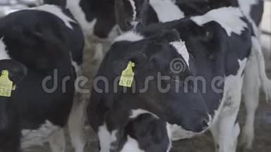 在现代农场上进行冷冻喂养。 关闭牛奶场的<strong>奶牛</strong>饲养。 <strong>奶牛</strong>场的<strong>奶牛</strong>吃干草。 有<strong>奶牛</strong>。