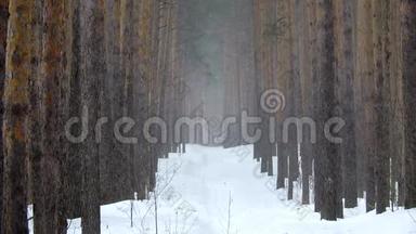 松林中的冬天降雪，大雪纷飞的圣诞节早晨