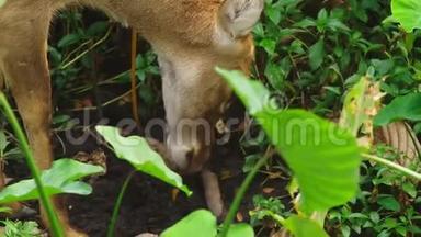 罗伊在森林里吃草，卡布鲁斯。 自然界中的野鹿。 特写