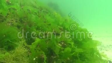 黑海斑纹、浒苔、乌尔瓦海底红藻、绿藻和褐藻