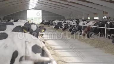 在现代农场上进行冷冻喂养。 关闭牛奶场的<strong>奶牛</strong>饲养。 <strong>奶牛</strong>场的<strong>奶牛</strong>吃干草。 有<strong>奶牛</strong>。