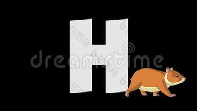 字母H和仓鼠（前景）