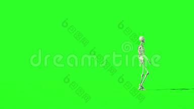骨架行走动画.. GI渲染。 绿色屏幕录像。 万圣节的概念。